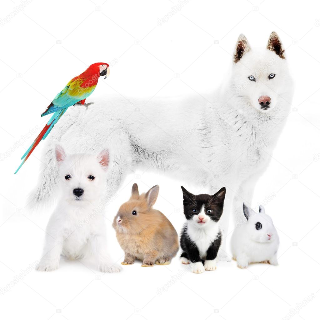 Dogs,cat, bird, rabbits - in front of a white