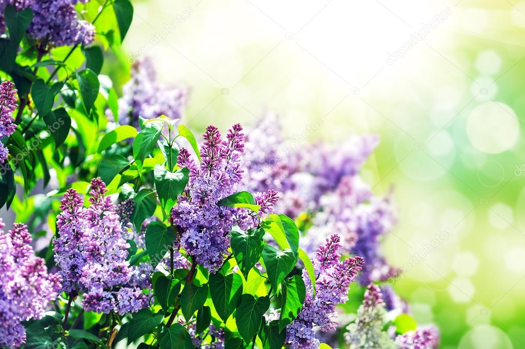 purple lilac bush blooming in May day