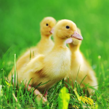 Üç yumuşacık civcivler