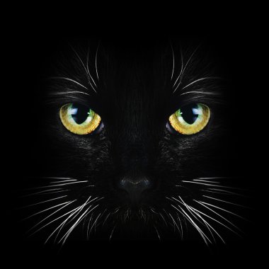 siyah kedi