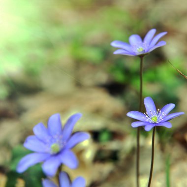 çiçek açması mantarı
