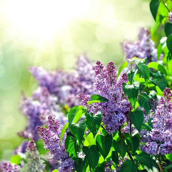 Purple lilac bush blooming in May day — Stock Photo, Image