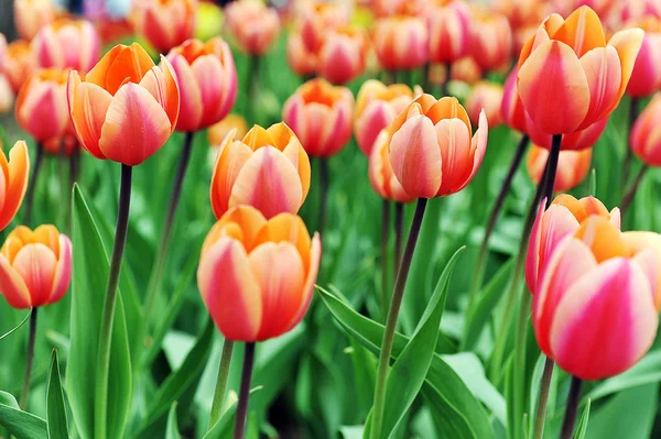 Red tulips — Stock Photo, Image