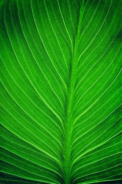 Jasny zielony liść — Zdjęcie stockowe