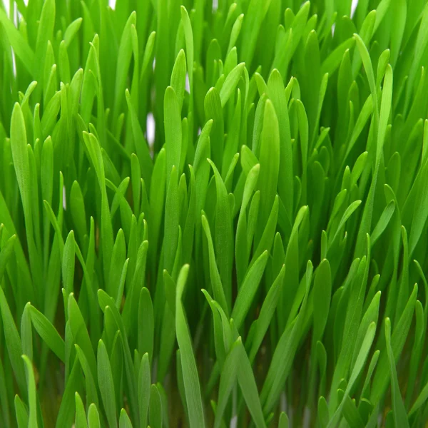 Hierba fresca — Foto de Stock