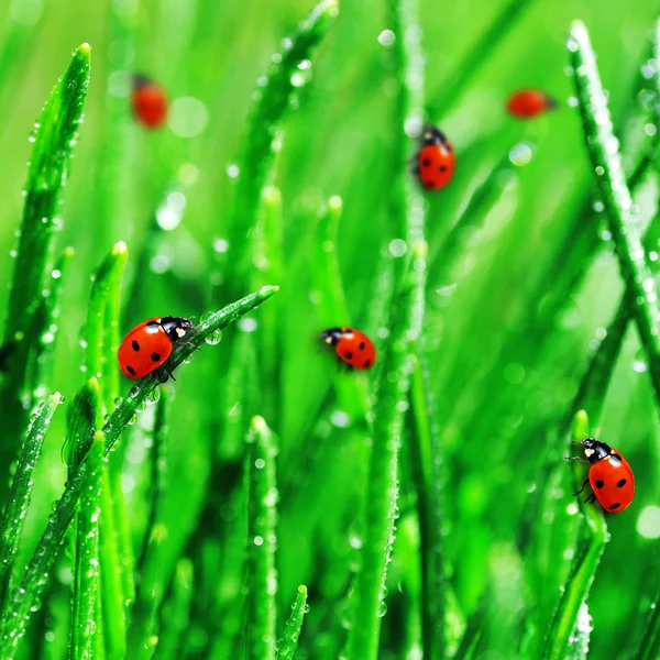 Dauw op groen gras — Stockfoto