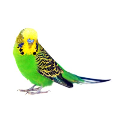 muhabbet kuşu portresi