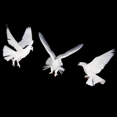 white pigeon and hand