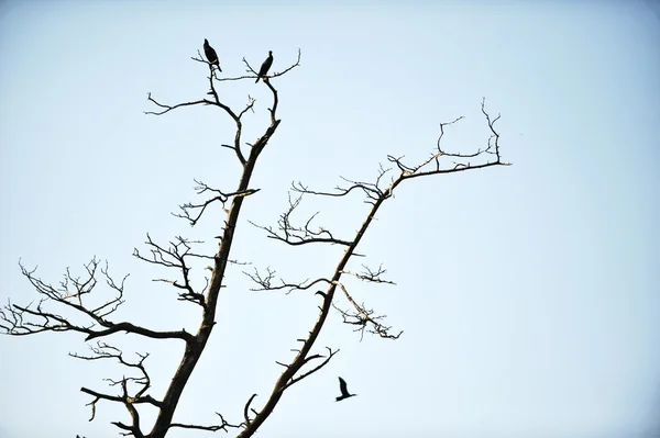 Cormorants roosting — Stock Photo, Image