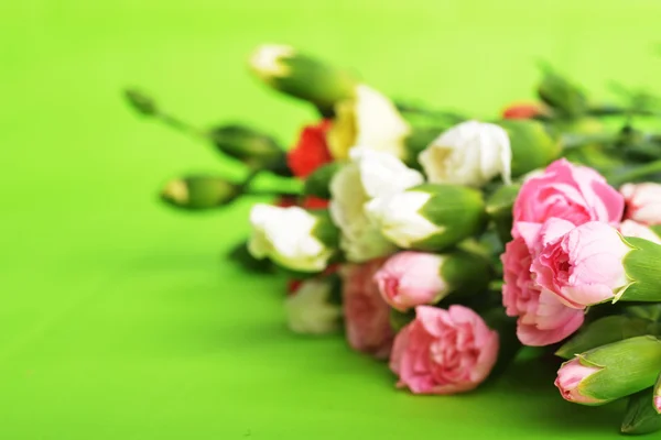 Flowers carnation — Stock Photo, Image