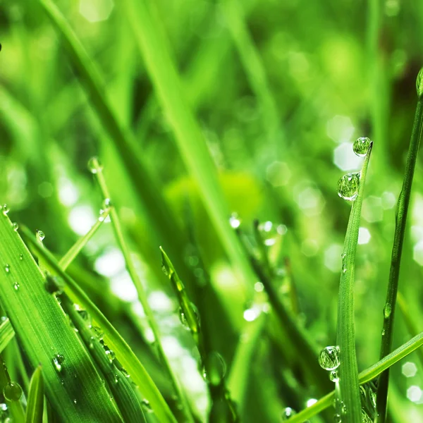 水滴と新鮮な緑の草 — ストック写真