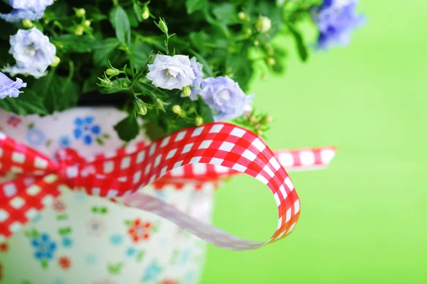 Campanula flowers — Stock Photo, Image