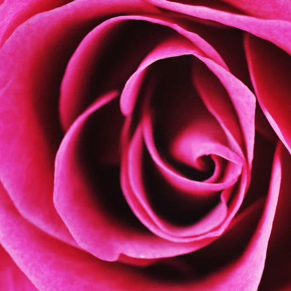 Rose macro — Stockfoto