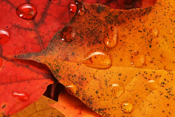 Natte bladeren van esdoorn — Stockfoto