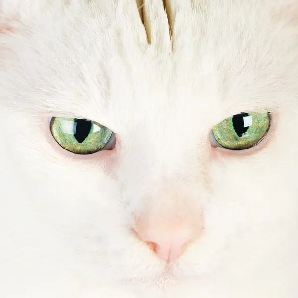 white domestic cat