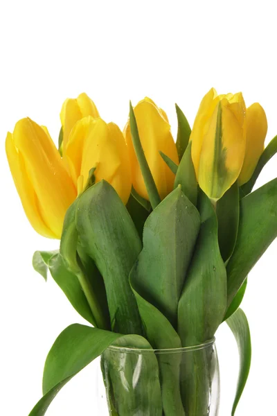 Tulip kuning — Stok Foto