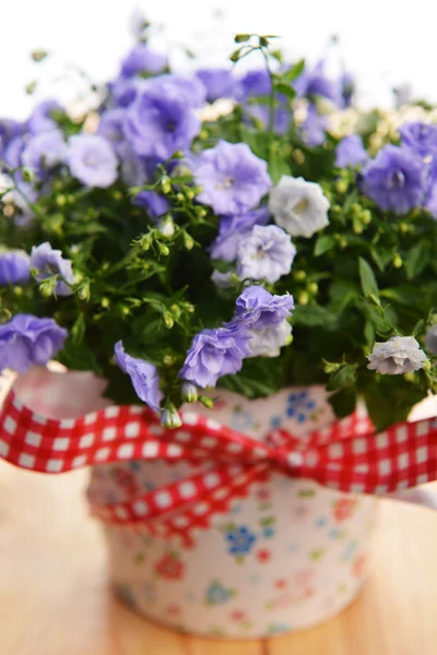 Campanula flores — Fotografia de Stock