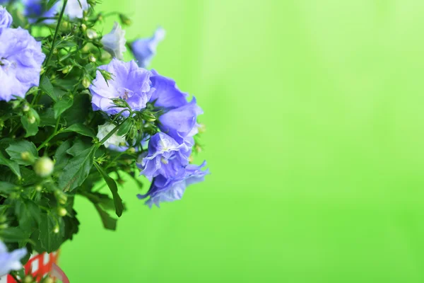 Campanula flowers — Stock Photo, Image