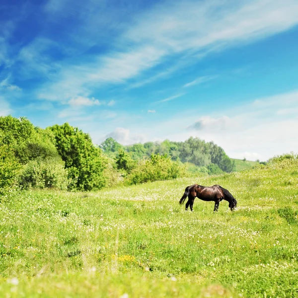 Paardenbloemen — Stockfoto