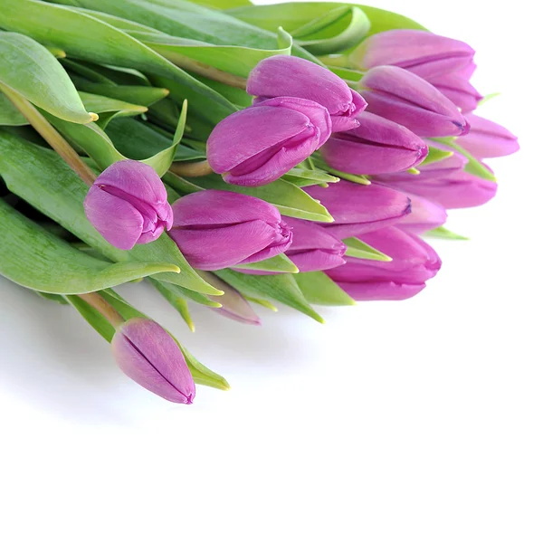 Violet tulpen — Stockfoto