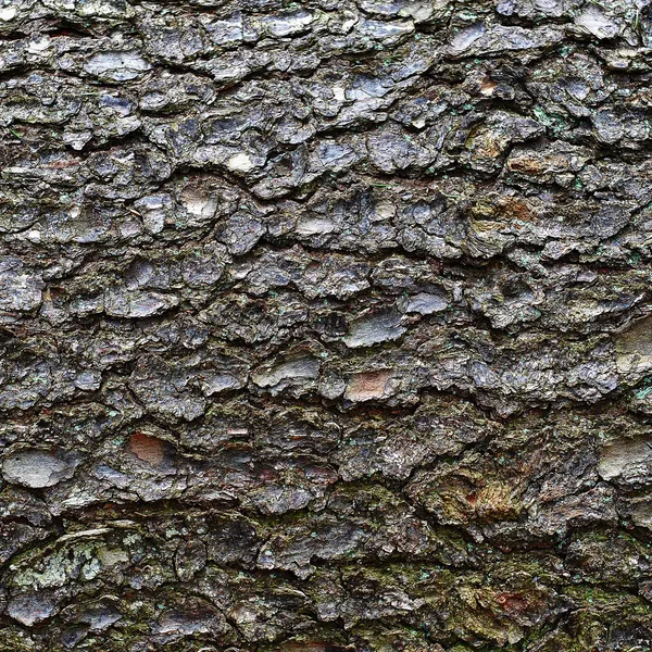 Tree's bark — Stock Photo, Image