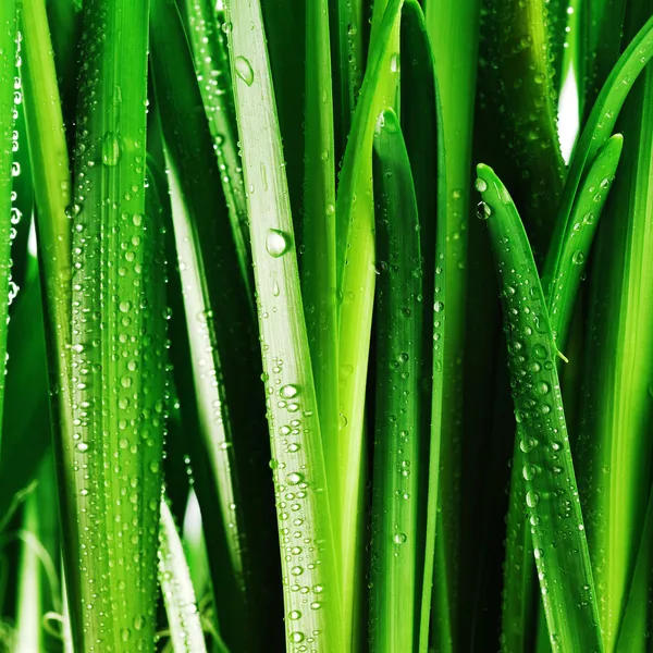 Droplets on green leaves — Stock Photo, Image