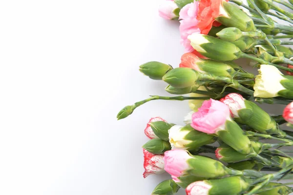 Flowers carnation — Stock Photo, Image