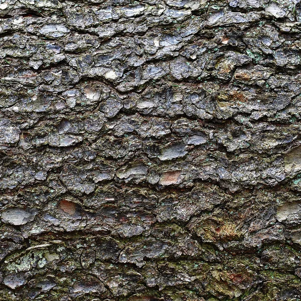 Corteccia dell'albero Fotografia Stock