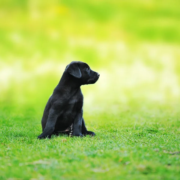 Kleiner Welpe — Stockfoto