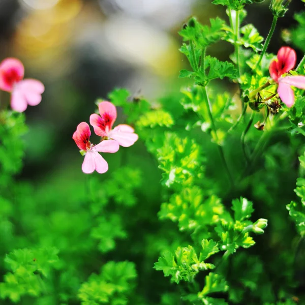 Flores pequenas no campo — Fotografia de Stock