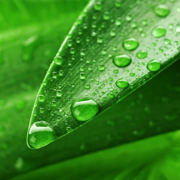 Green leaf and water drop — Stock Photo, Image