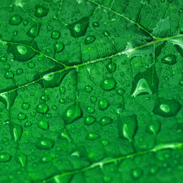 Foglia verde — Foto Stock