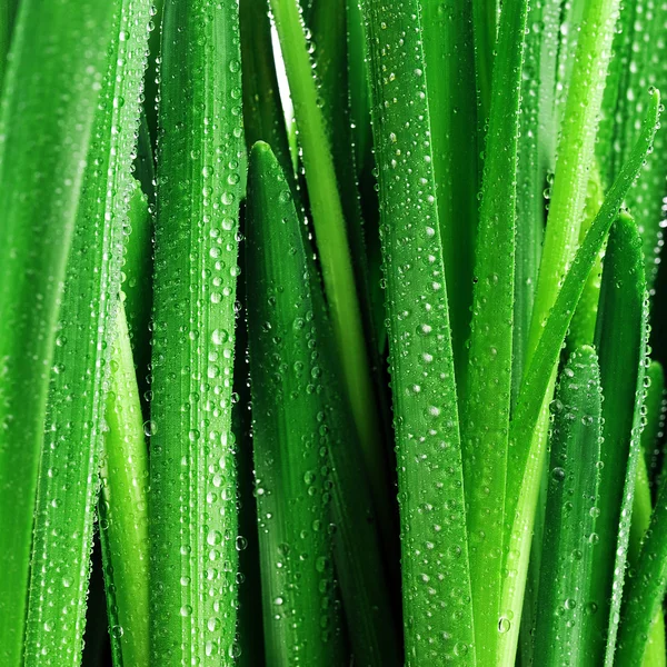 Druppels op groene bladeren — Stockfoto