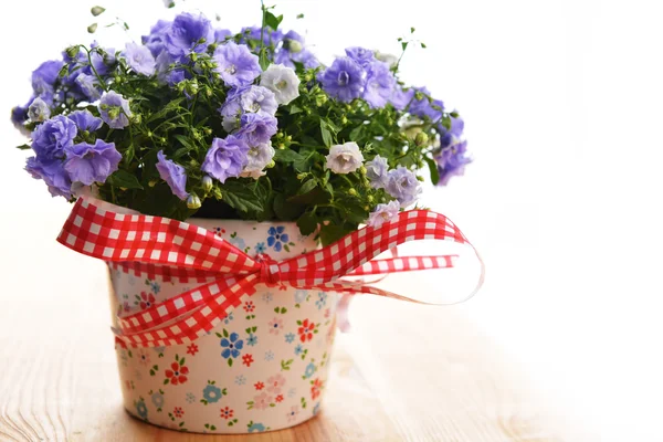 Harangvirág virágok — Stock Fotó