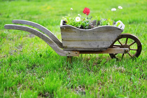 Cama de flores — Fotografia de Stock