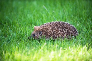 Kirpi yeşil çim üzerinde