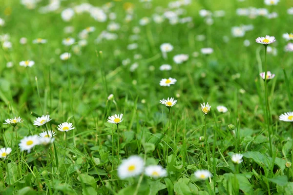 Vilda prästkragar — Stockfoto