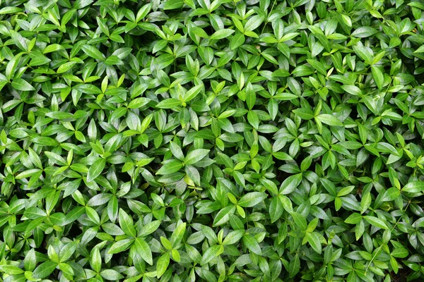 Green leaves — Stock Photo, Image