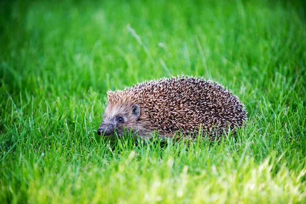 Hedgehog on green lawn — Stock Photo, Image