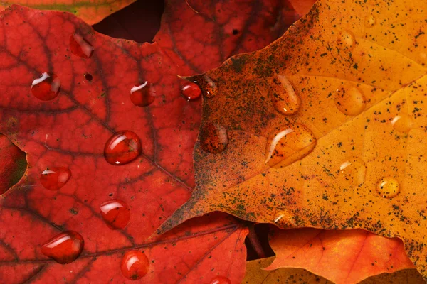 Wet leaves of maple — Stock Photo, Image