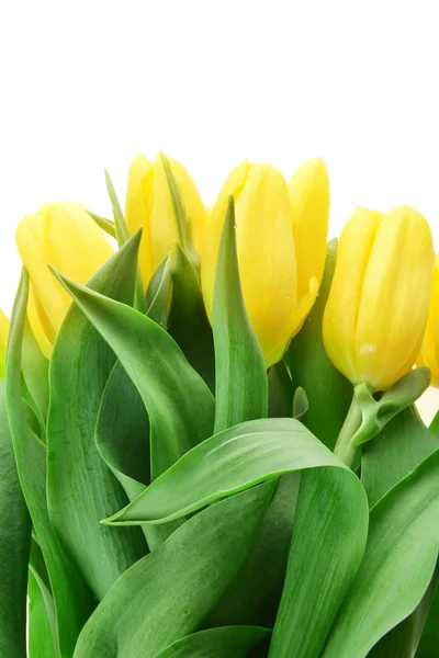 Tulipanes amarillos Imagen de stock