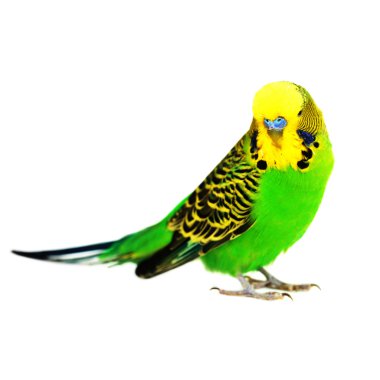 muhabbet kuşu portresi