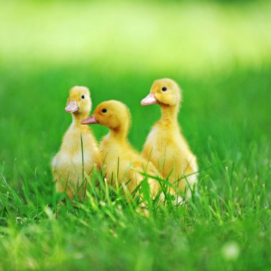 Üç yumuşacık civcivler