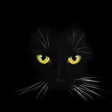 siyah kedi