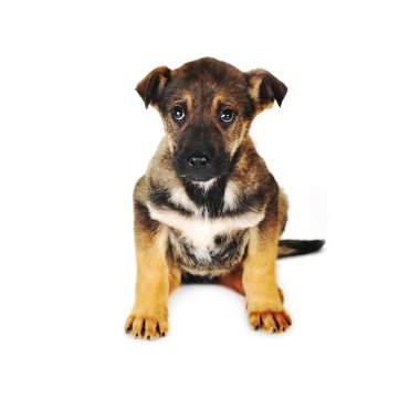 kahverengi köpek