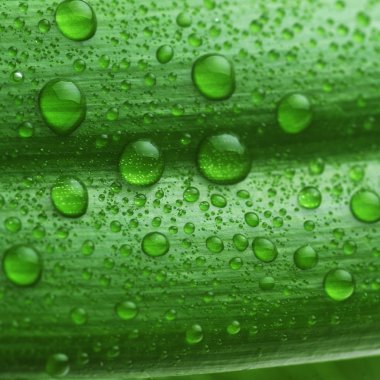 parlak yeşil yaprak