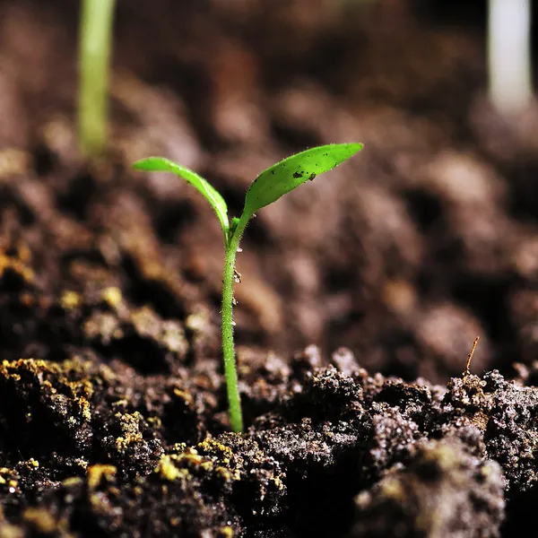 Sprout of tomato — Stock Photo, Image