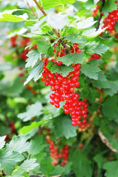 Grosella roja madura — Foto de Stock