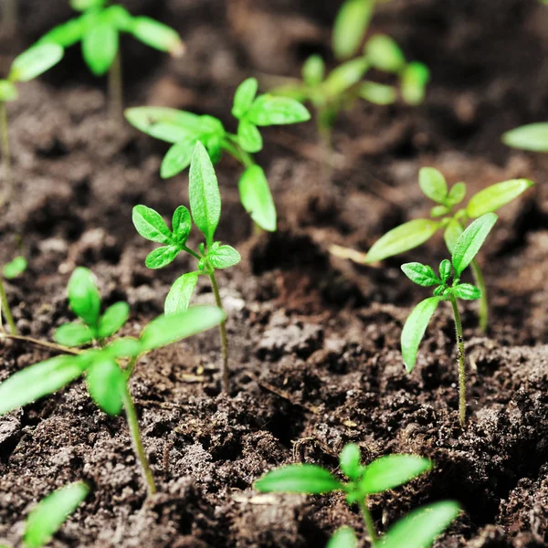 Sprout of tomato — Stock Photo, Image