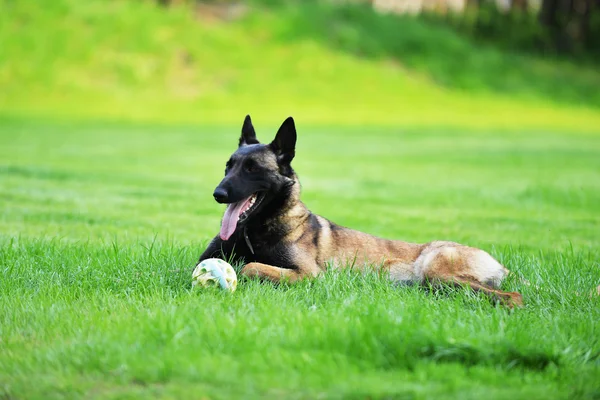 Belçikalı malinois köpek — Stok fotoğraf